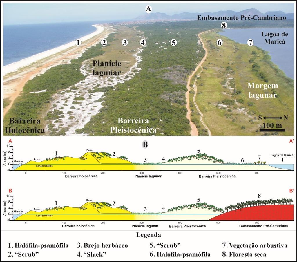 (em especial Cladonia sp.). Periodicamente, o solo fica quase desnudo, com vestígios de uma vegetação que se renova por meio de estolões e rizomas (OLIVEIRA e SILVA, 1989).