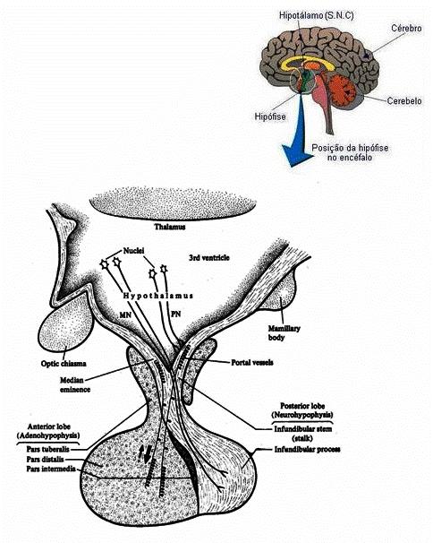 Fig. 4: Localização e anatomia da glândula hipófise. Adaptado de F.H. Netter. Em The Ciba Collection of Medical Illustration, vol.