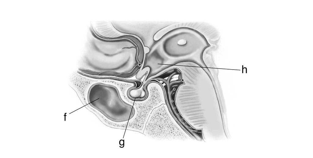 Os círculos em formas de pequenas ilhas são chamados de Ilhotas de Langerhans, representados por y e t que secretam hormônios que regulam os níveis de glicose no sangue. 39.