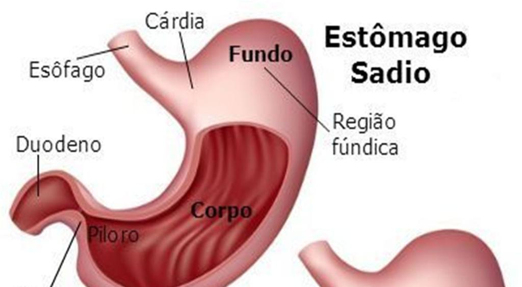 -Essa produção de muco é abundante e cobre totalmente a superfície interna do estômago, não permitindo o