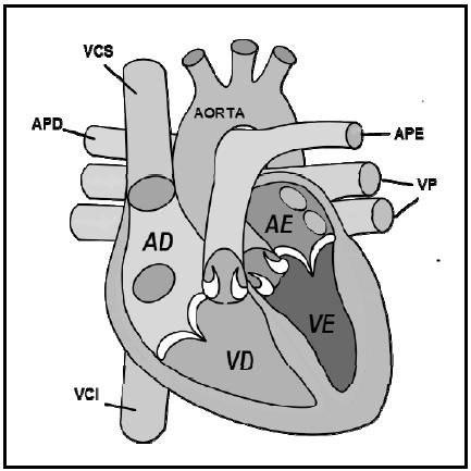 APD Artéria Pulmonar Direita APE Artéria Pulmonar Esquerda Analise as proposições em relação a este órgão. I. O sangue arterial circula dentro das artérias e o venoso dentro das veias. II.