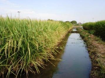 Demais profissionais da Categoria Agronomia mediante análise curricular efetuada pela Câmara Especializada.