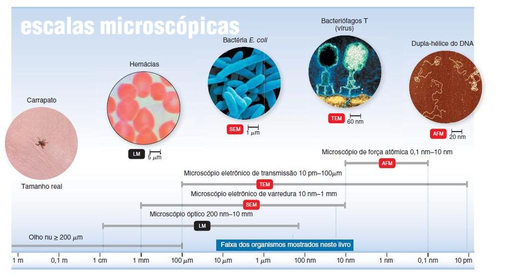 pathology.com.br/papanicolaou/papanicolaou.