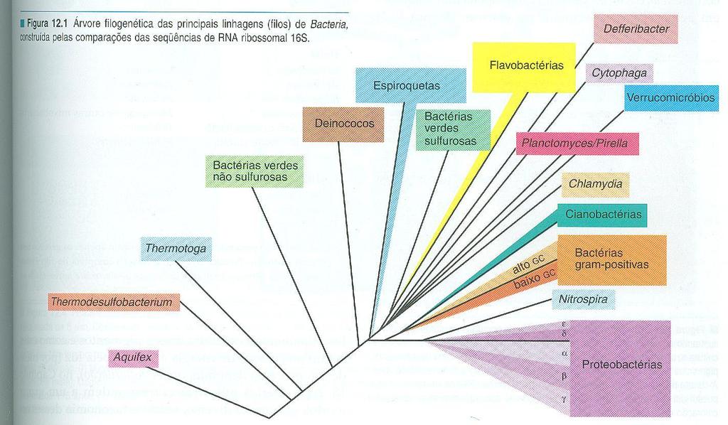 Arvore filogenética das