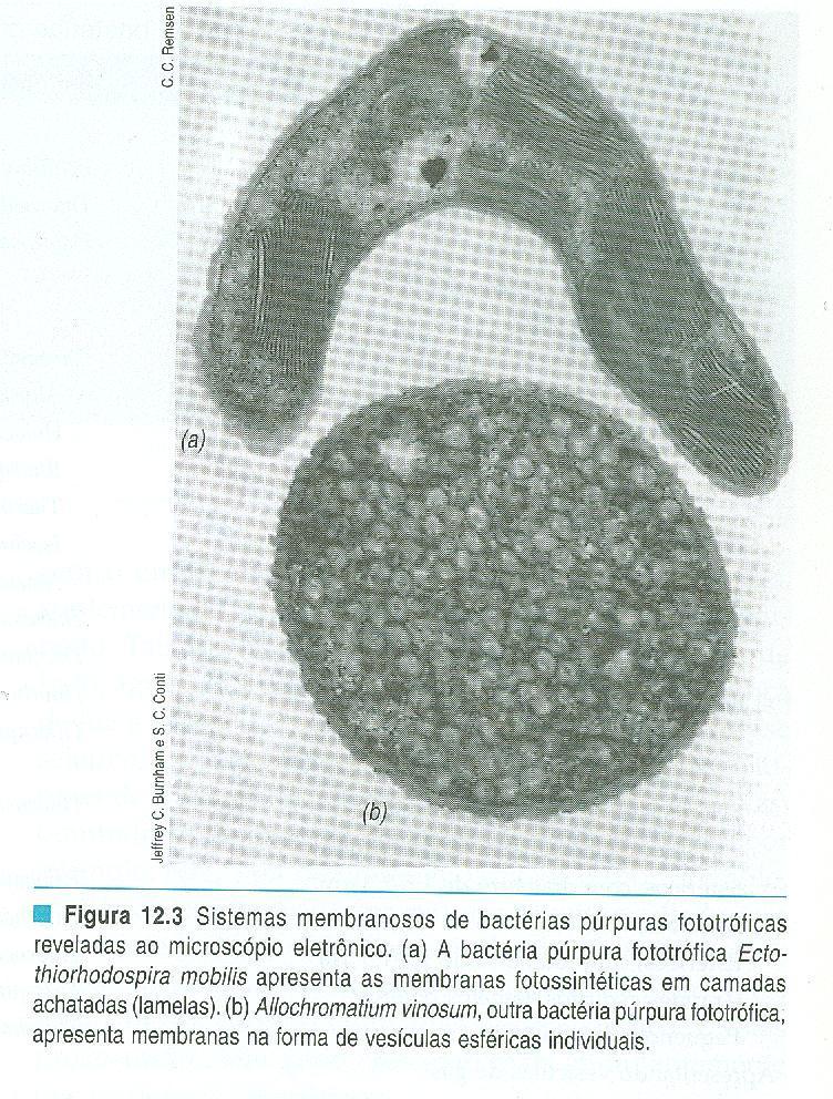 Sistema membranoso de