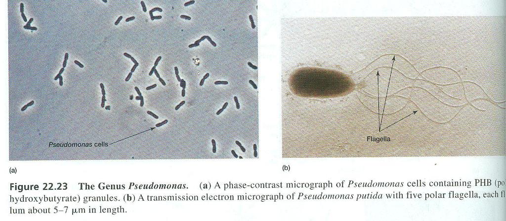 Pseudomonas