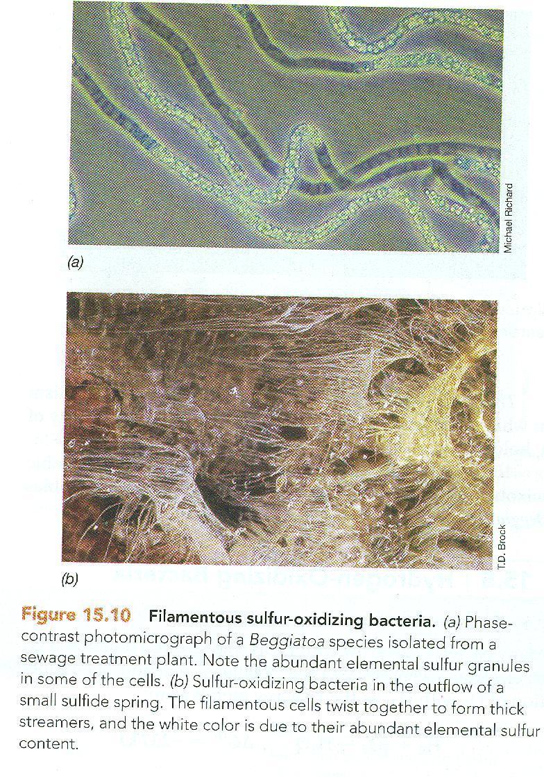 γ-proteobacteria;