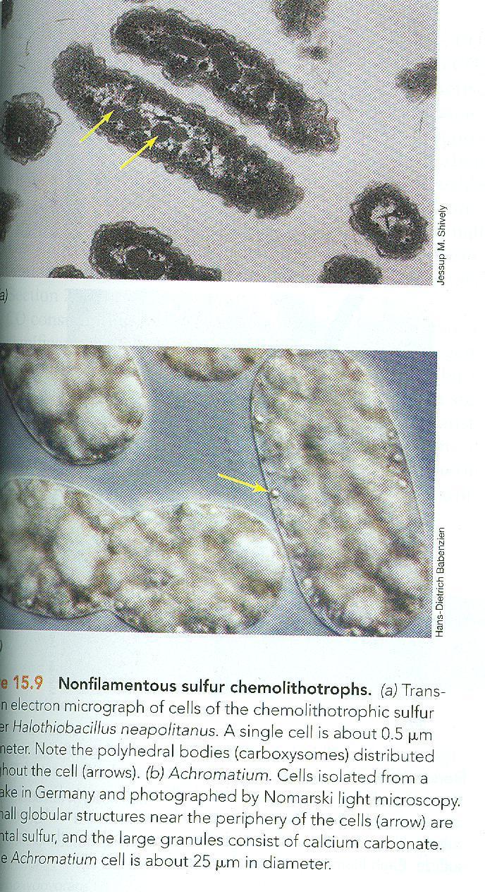 Halothiobacillus
