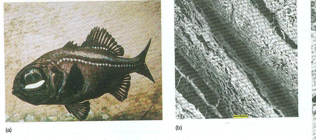 Bioluminescência O peixe Photoblepharon palpebratus mantém