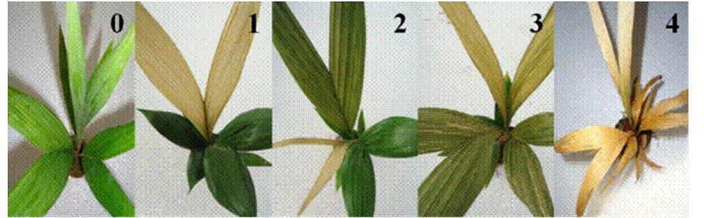 MATERIAL AND METHODS The experiment was carried out at the laboratory of Embrapa Florestas and its greenhouse in Colombo, Paraná State, Brazil.