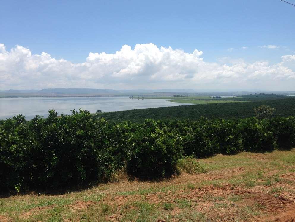 Fazenda Água Sumida Citrosuco Áreas não manejadas 2-4 km Pomar manejado
