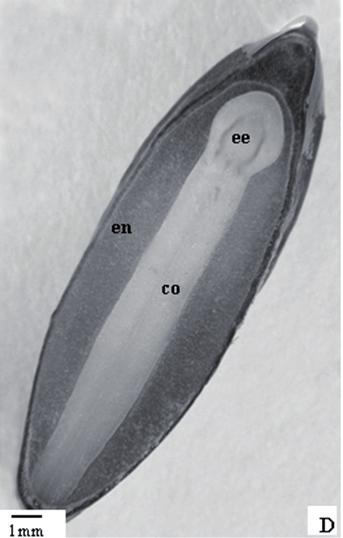 As análises morfo-anatômicas revelaram uma semente albuminosa com endosperma contínuo, cartilaginoso e branco quando desidratado, gelatinoso e hialino-amarelado quando hidratado, espesso, adnato a