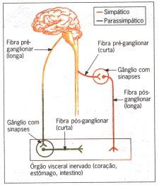 Uma das principais diferenças entre os nervos simpáticos e parassimpáticos é que as fibras pós-ganglionares dos dois sistemas normalmente secretam diferentes hormônios.