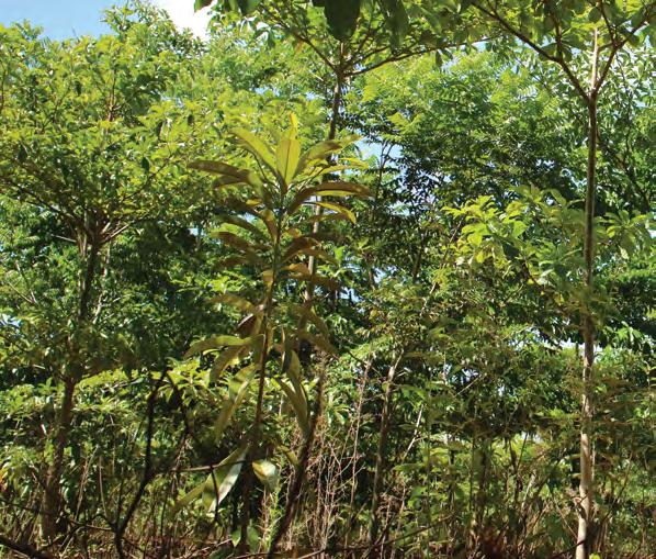 32 VERENA Conhecimento = Retorno Uma vez que as espécies nativas carecem de pesquisa e desenvolvimento, é possível aproveitar esse conhecimento do setor de florestas plantadas para transpor os amplos