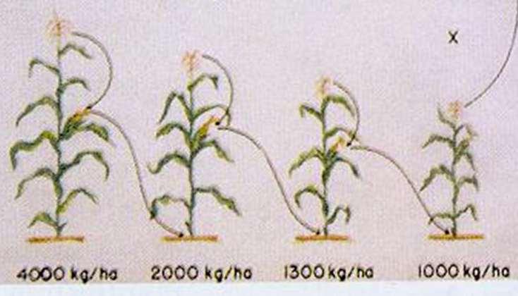 Genética de plantas alógamas: Espécies