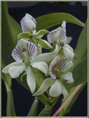 Exemplo de flores vistosas