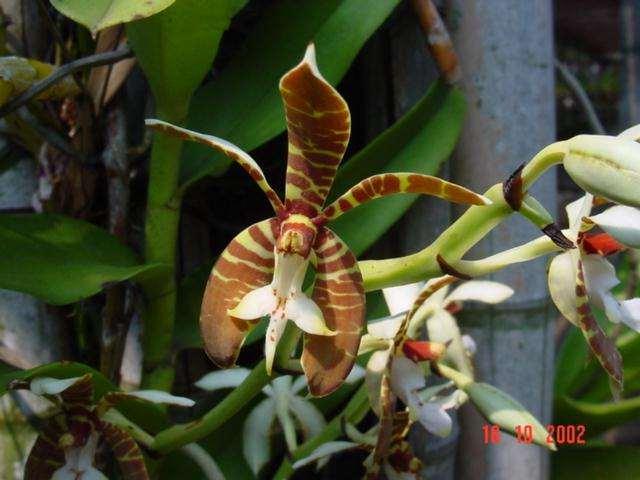 orquídeas apresentam cerca