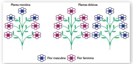 Expressão do sexo em plantas: Hermafrodita -> planta c/ flores hermafroditas Monóica -> planta c/ flores