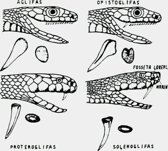 As serpentes peçonhentas apresentam dois tipos de dentição. Os ofídios com dentição proteróglifa têm presas anteriores, sendo estas pequenas, fixas e sulcadas.