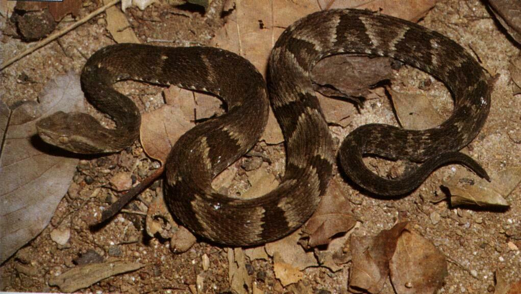 Bothrops neuwiedi - conhecida como Jararaca-pintada e Jararaca-de-rabo branco. São 12 as subespécies encontradas no Brasil.