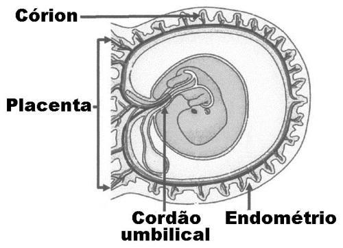 b) 3, 4, 1 e 2. c) 4, 3, 2 e 1. d) 2, 1, 3 e 4. e) 2, 4, 1 e 3. 04. (UFERSA) Considere a figura abaixo, a qual apresenta corte com visão lateral de um embrião no útero materno.