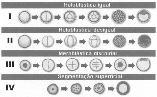 a) Centrolécito. b) Isolécito. c) Telolécito. d) Oligolécito. e) Heterolécito 11.