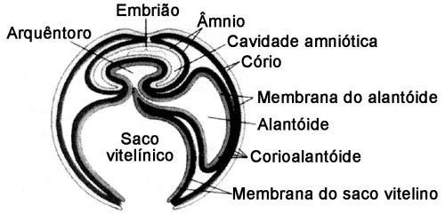 a) 1 4 3 2. b) 2 1 3 4. c) 3 1 4 2. d) 4 2 3 1. e) 3 4 2 1. IV. A somatopleura e a esplancnopleura originam-se do mesoderma em conjunto com o endoderma e ectoderma, respectivamente.