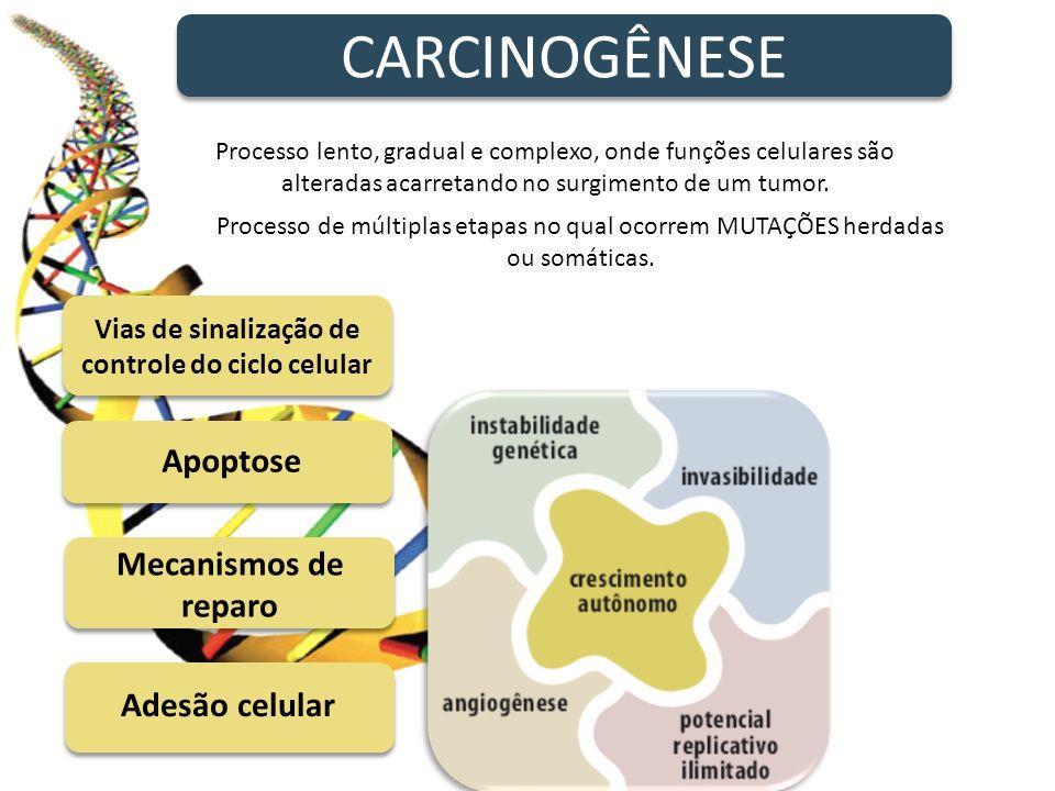 Mecanismos de Carcinogênese Substâncias Iniciadoras: causam mutações no DNA (ex: amianto)