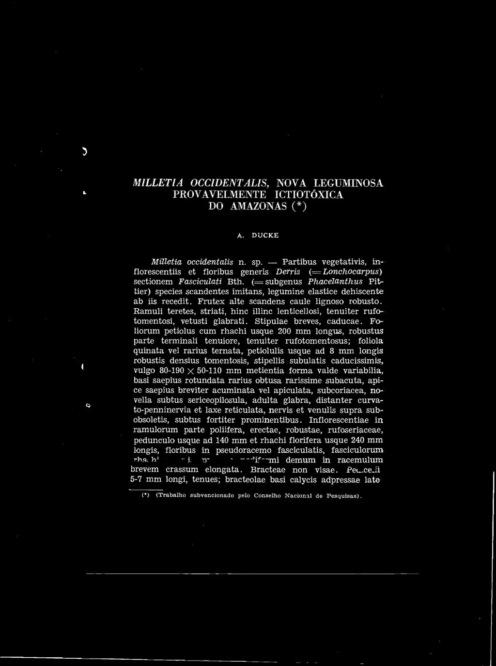 breviter acuminata vel apiculata, subcoriacea, no-o vella subtus sericeopilosula, adulta glabra, distanter curvato-pennínervía et laxe reticulata, nervis et venulis supra sub- 'obsoletis, subtus