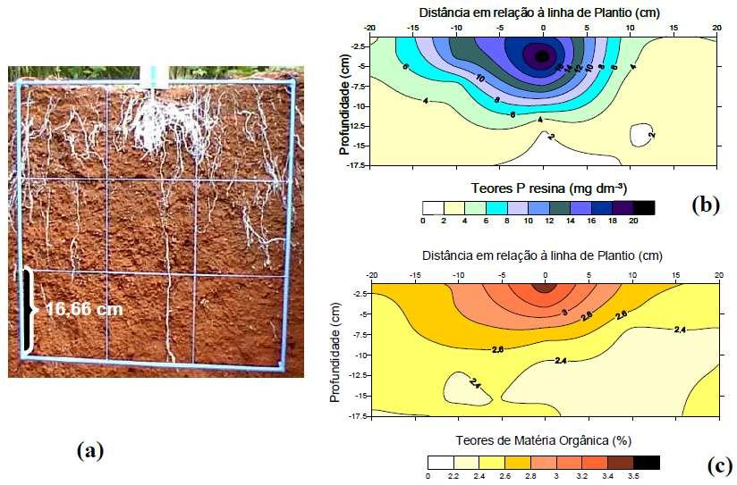 Crescimento de raízes de soja (a), teores de P (b) e de matéria orgânica (c)