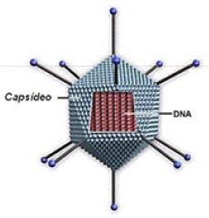 organização apenas molecular, sendo formados por uma cápsula de proteínas (capsídeo) envolvendo um tipo de ácido nucleico (DNA e