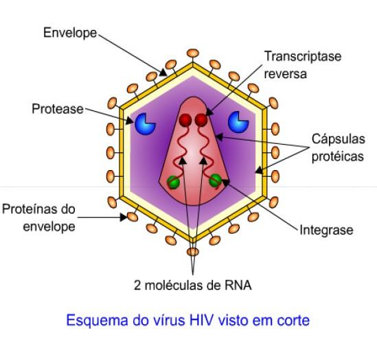 adquirida); - O HIV é um vírus de RNA. A AIDS é causada pelo retrovírus HIV.