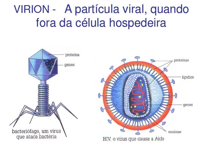 Especificidade viral - Vírus de animais só infectam animais; vírus de planta só infectam