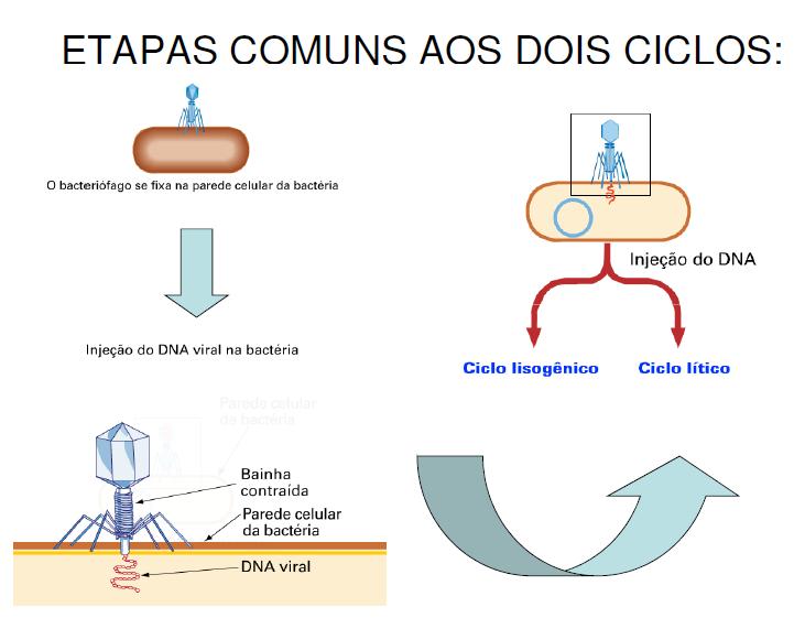 Ciclo lítico do bacteriófago: - No ciclo lítico, o DNA viral entra na bactéria e passa a comandar o metabolismo celular. Novos vírus são produzidos. Causando a lise (quebra) da célula bacteriana.