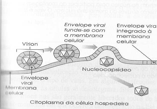 envelope viral e membrana celular.