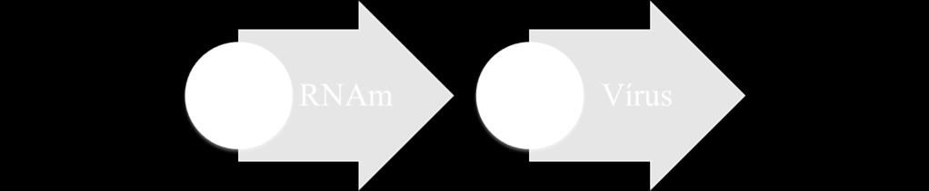 Tipos de vírus Ribovírus Possue RNA que age como RNAm diretamente nos ribossomos da célula infectada