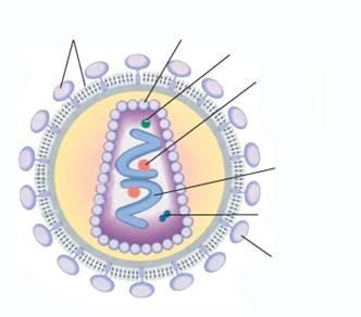 Ciclo do HIV (AIDS)