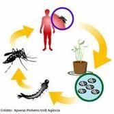 Dengue Flavivirus (arbovírus); vírus envelopado de RNA +. Transmissor Aedes aegypti (Fêmea); ásia e EUA Aedes albopictus.