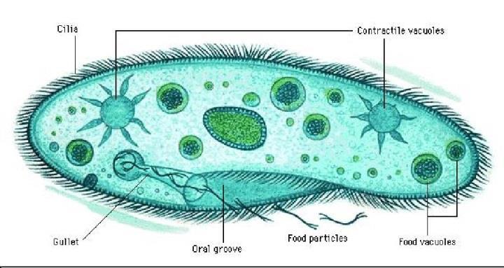 CILIADOS - Se locomovem através de cílios; - Maioria de vida livre em água doce; - Possuem vacúolos pulsáteis,