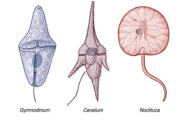 APICOMPLEXOS - São exclusivamente parasitas; - Possui em uma das extremidades da célula uma estrutura proeminente chamada Complexo apical, usada para penetrar nos tecidos dos hospedeiros; - Não