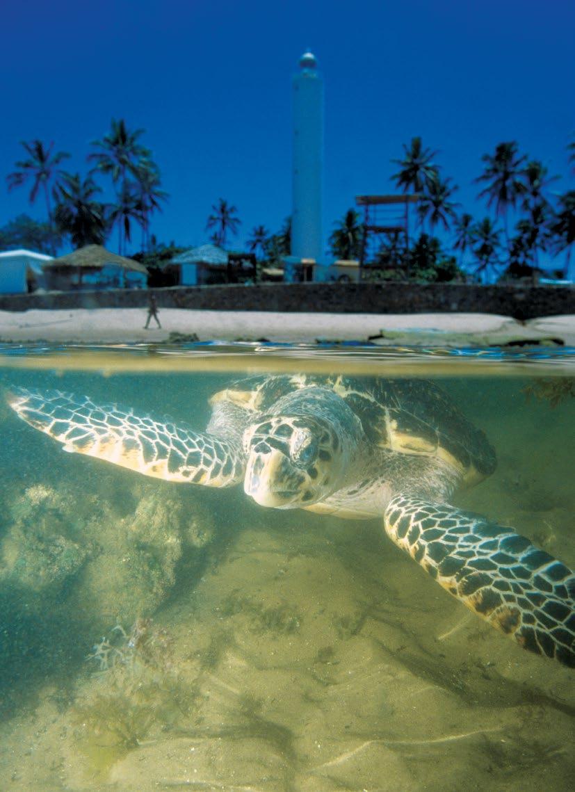 CARTILHA DE EDUCAÇÃO AMBIENTAL PISCINAS NATURAIS 2 Praia do