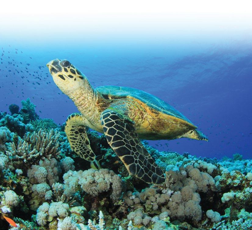 É fundamental a participação de todos na proteção das tartarugas marinhas, pois além dos predadores naturais, as ações do homem estão entre as principais ameaças à vida desses animais.