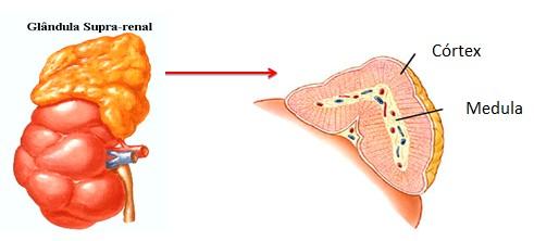 HORMÔNIO DO CORINTHIANS Salve a insulina Que o pâncreas fabrica aos montões Se não fabrica Diabete vem, complicações E adrenalina É feita na supra-renal Tiroxina Tireoide, bócio. iodo e sal.