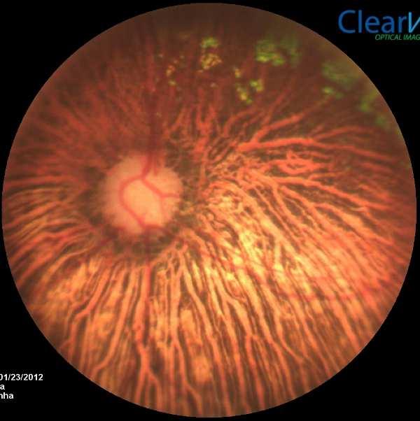 A coloração do tapete varia entre as espécies até mesmo dentre as raças podendo apresentar do verde ao amarelo-ouro e ao avermelhado como tonalidade verde-azulada (Ollivier et al., 2004).