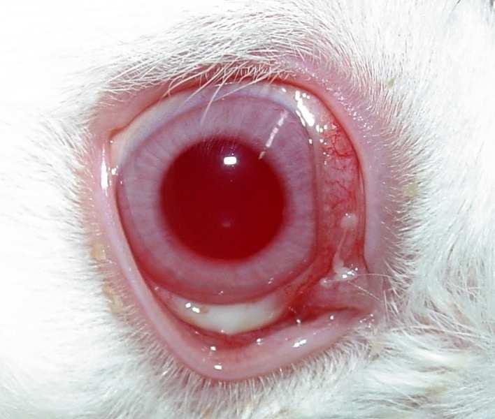 Resultados e discussão Após a administração, o filme de quitosana com ofloxacino formou um gel dispersando sobre o saco conjuntival (Figura 43).