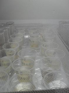 Goiânia/GO 19 a 22/11/2012 Figura 4: Teste de água intersticial do ponto 1 utilizando Ceriodaphnia dubia. Fonte: Kelly Rios.