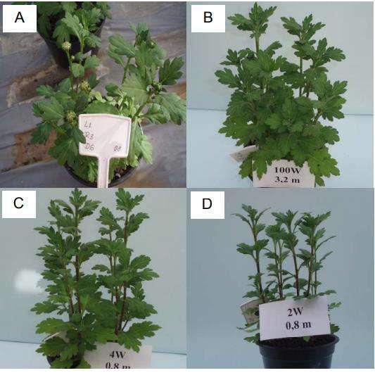 Zanotelle, 2009 (UFV) Crisântemo Yoko Ono LEDs: 2, 4, 6 e 8 W LEDs: 660nm (vermelha) Altura: 1,8m 4h luz 9 distâncias dos vasos