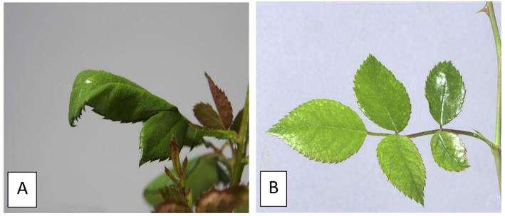 Ouzounis et al. (2014) Universidade Dinamarca J. Plant Physiology Rosa; Out./Inv.