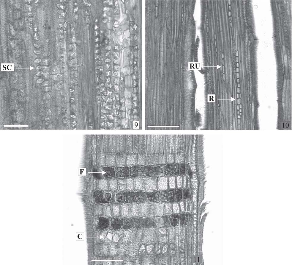 492 Araújo & Costa: Anatomia do caule de Serjania corrugata Radlk. (Sapindaceae) subdivididas, constituindo séries cristalíferas de até 21 câmaras (Fig. 9).