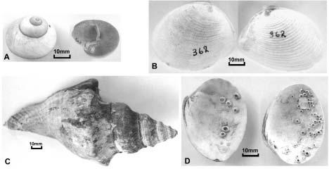Figura 2: Exemplares das conchas datadas: (A) Conchas de Janthina janthina. (B) Conchas de Raeta plicatella.